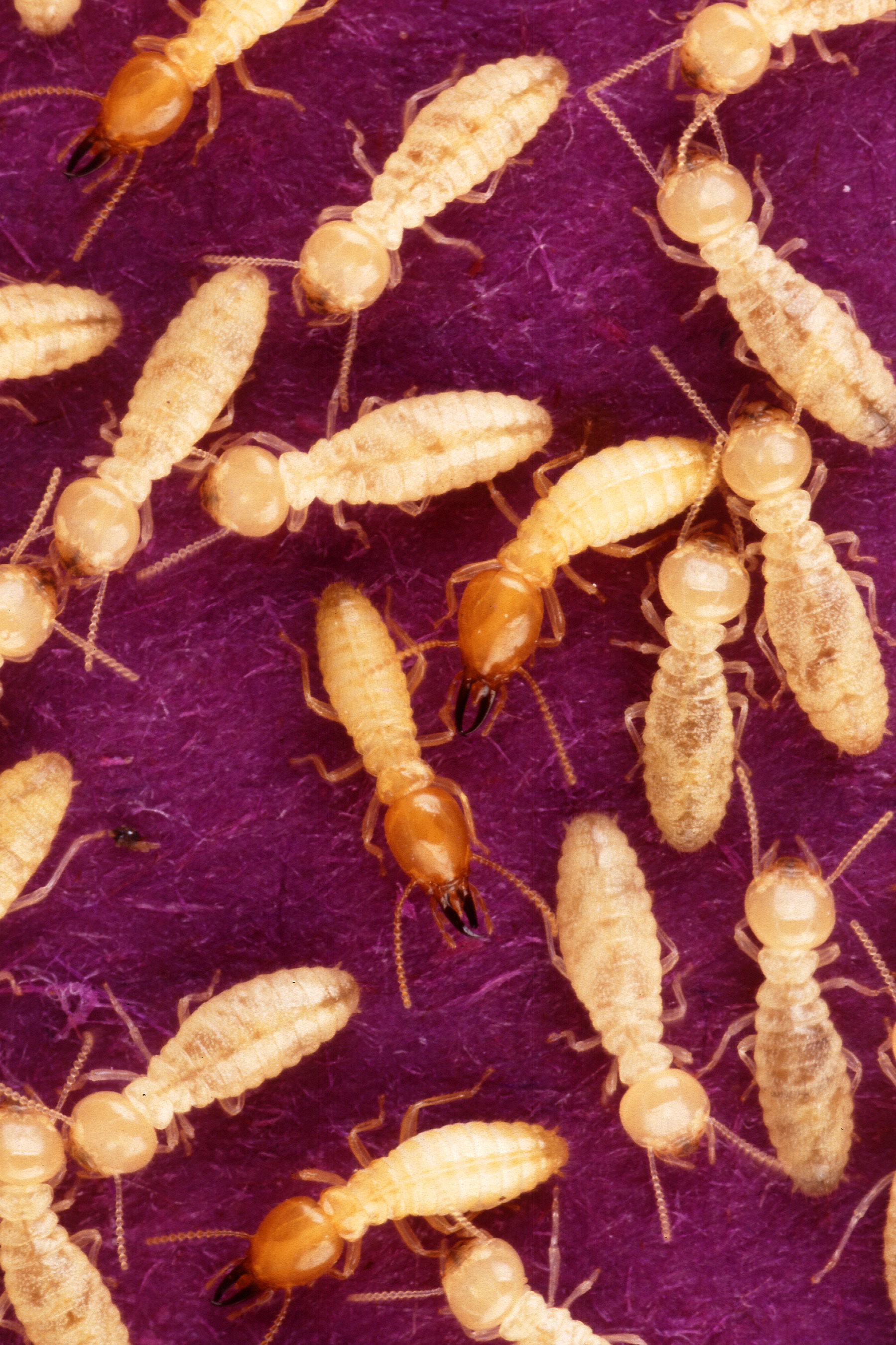 Ảnh minh họa mối Coptotermes formosanus
